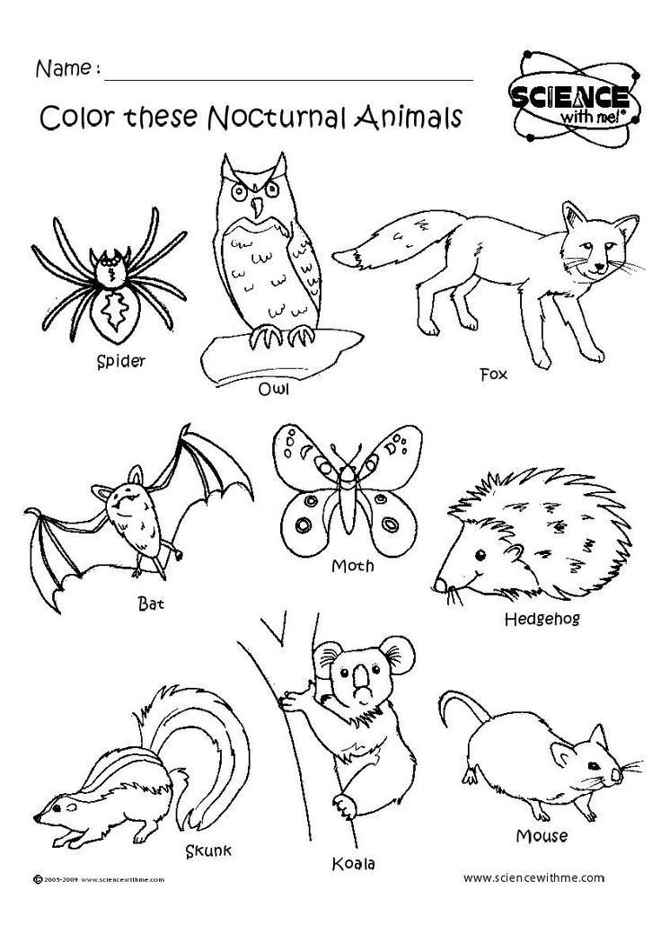 60 Nocturnal Animals Coloring Pages 11