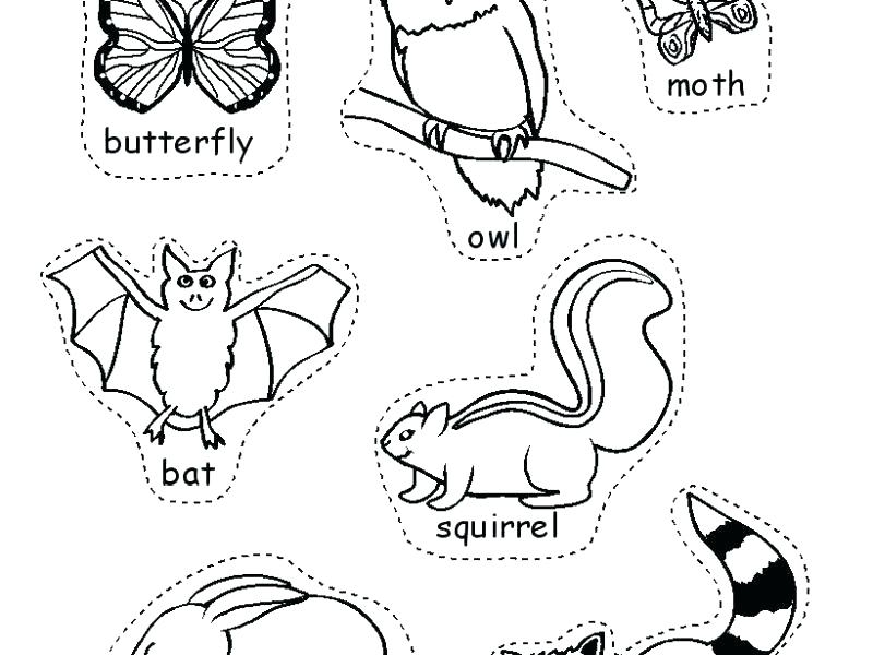 60 Nocturnal Animals Coloring Pages 55