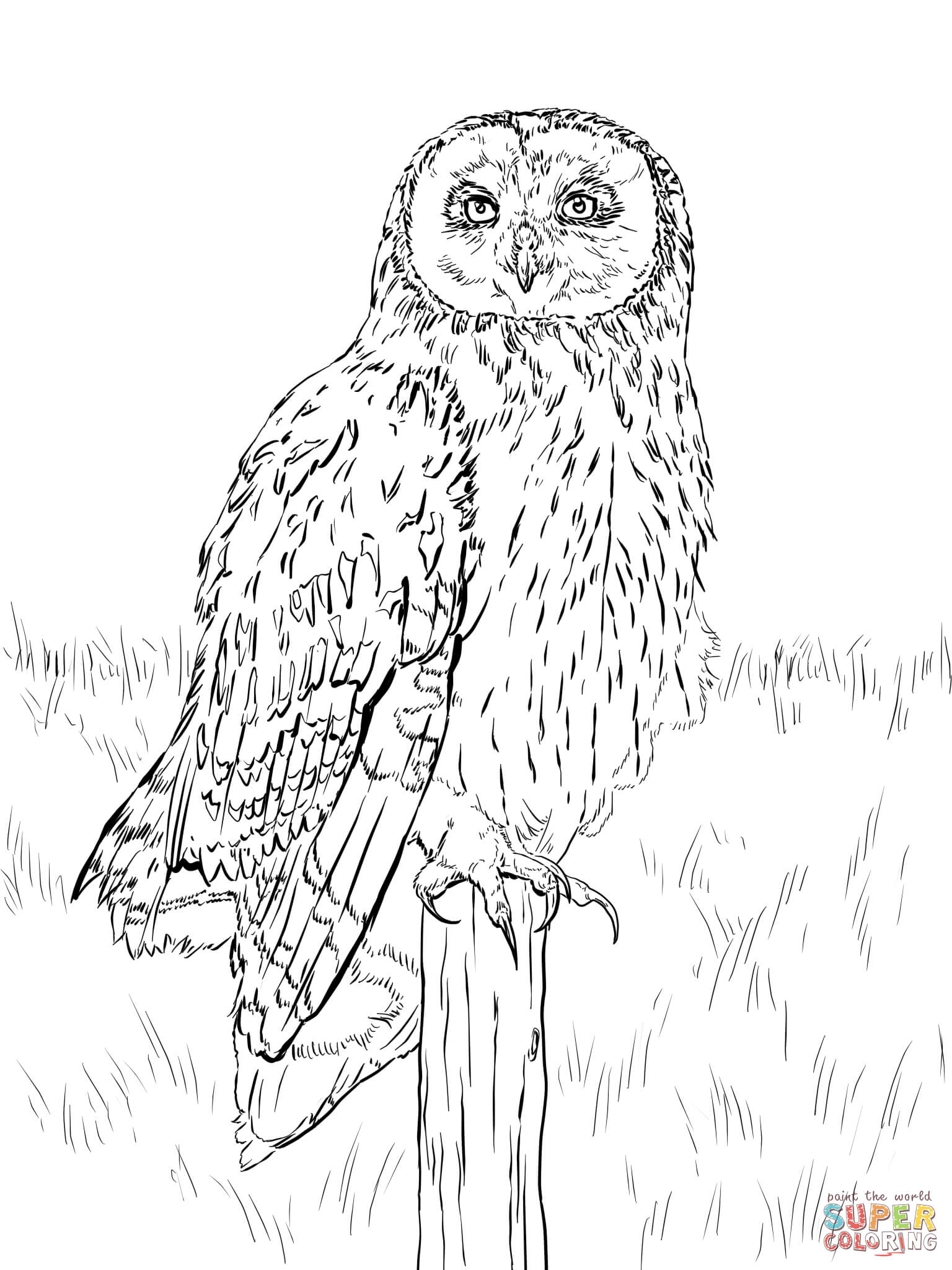 60 Nocturnal Animals Coloring Pages 61
