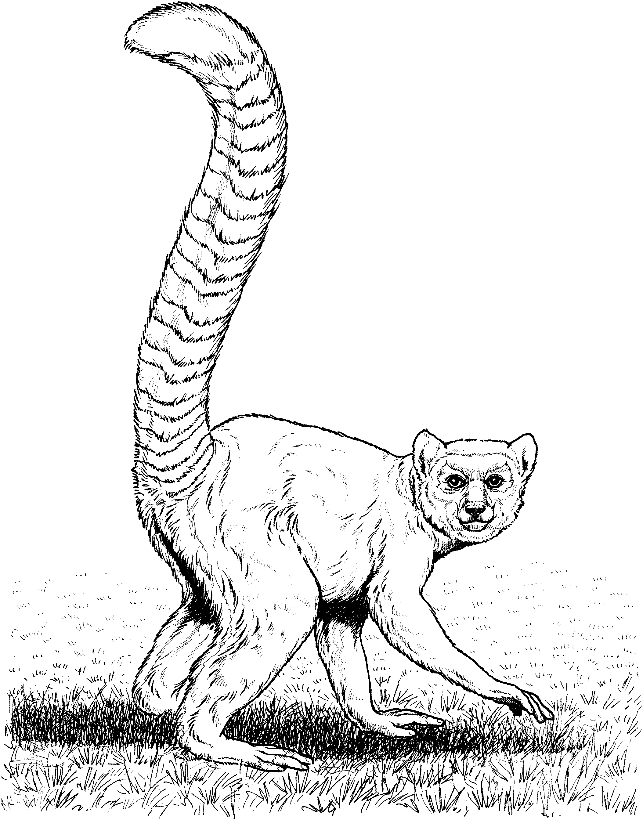 60 Nocturnal Animals Coloring Pages 65