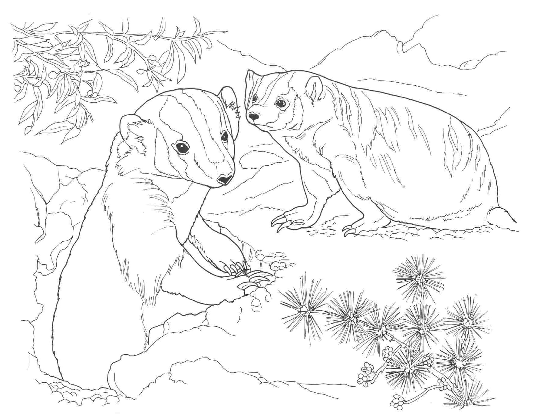 60 Nocturnal Animals Coloring Pages 9