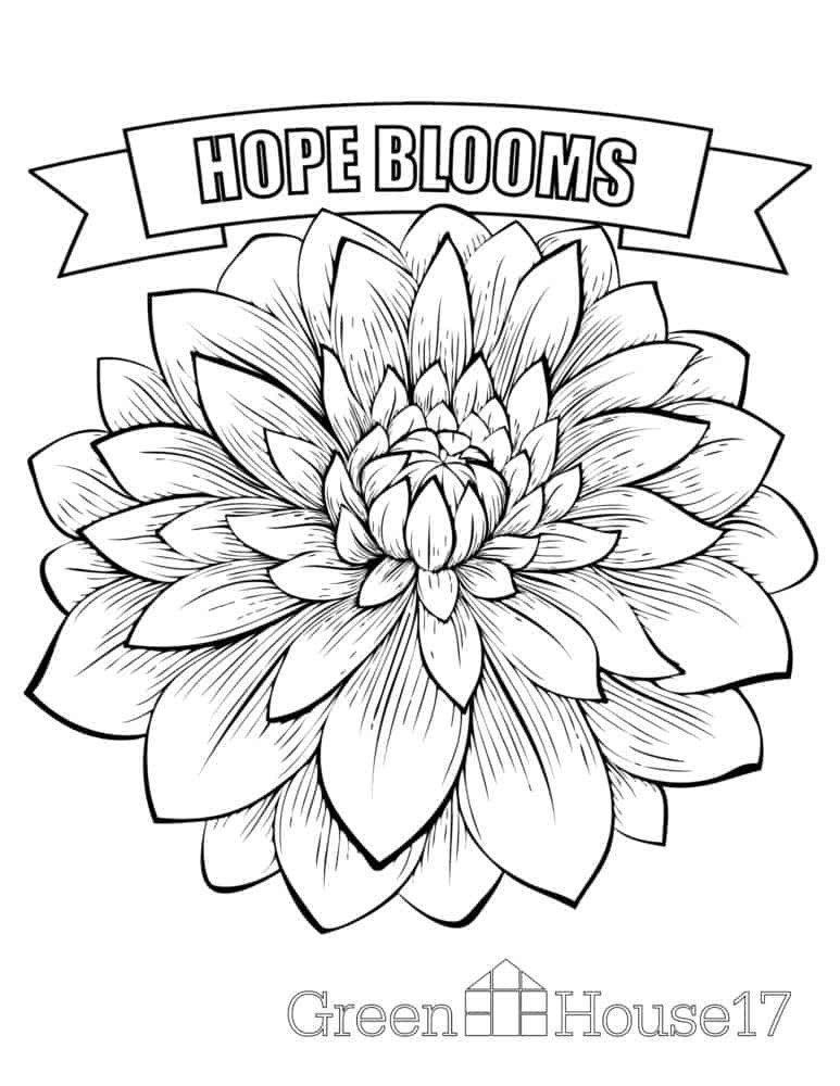 65 Coloring Books For Seniors 16