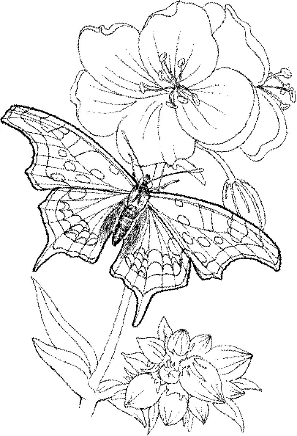 65 Coloring Books For Seniors 19