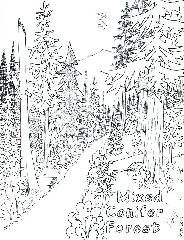90 Printable Enchanted Forest Coloring Book 37