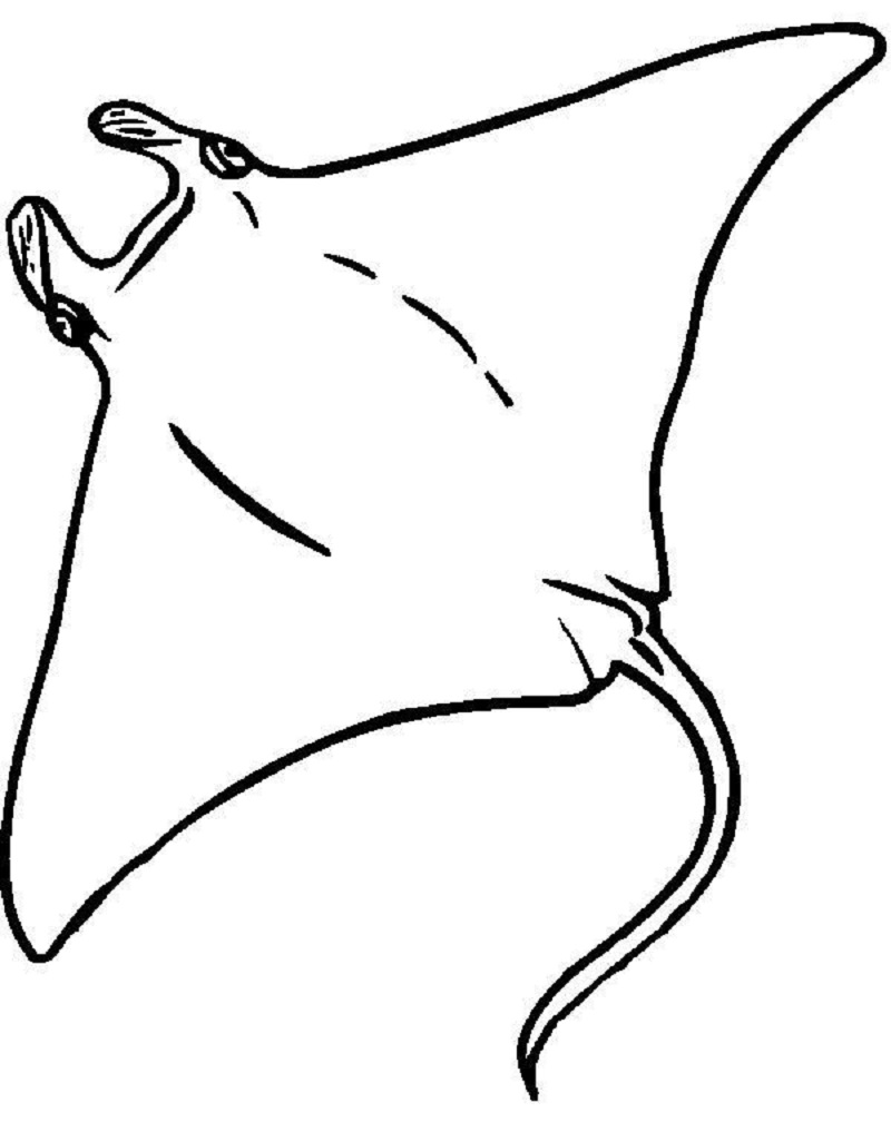 60 Printable Coloring Pages Of Stingrays 1