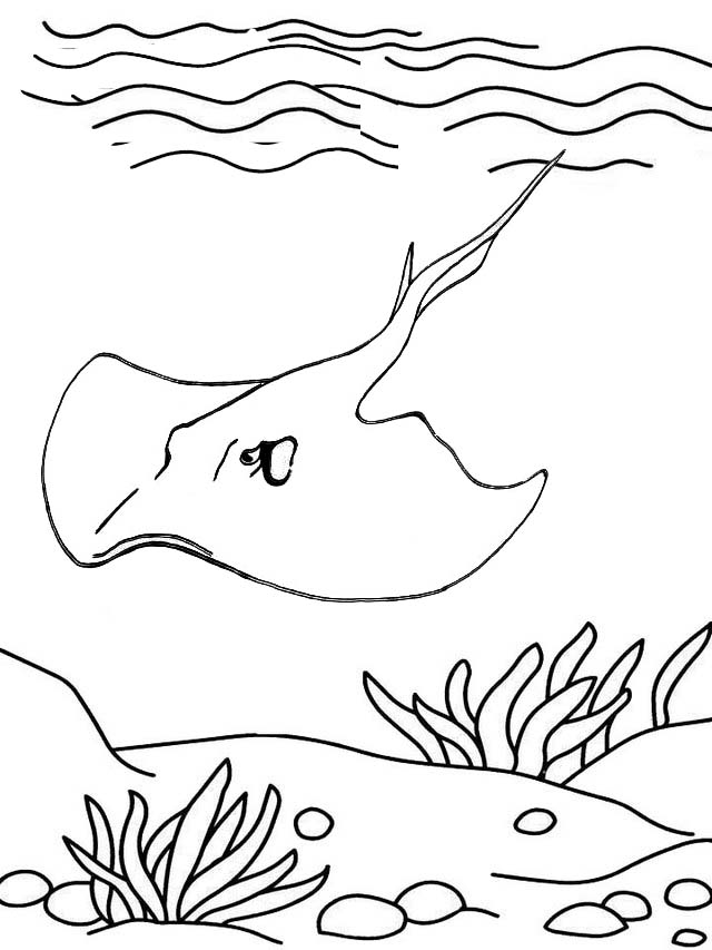 60 Printable Coloring Pages Of Stingrays 10