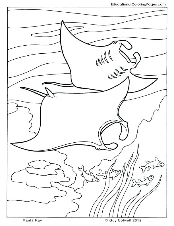 60 Printable Coloring Pages Of Stingrays 12