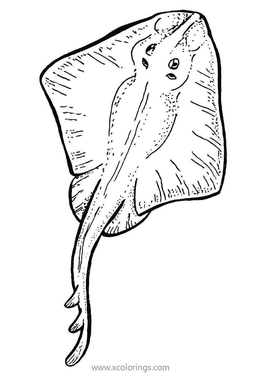60 Printable Coloring Pages Of Stingrays 2