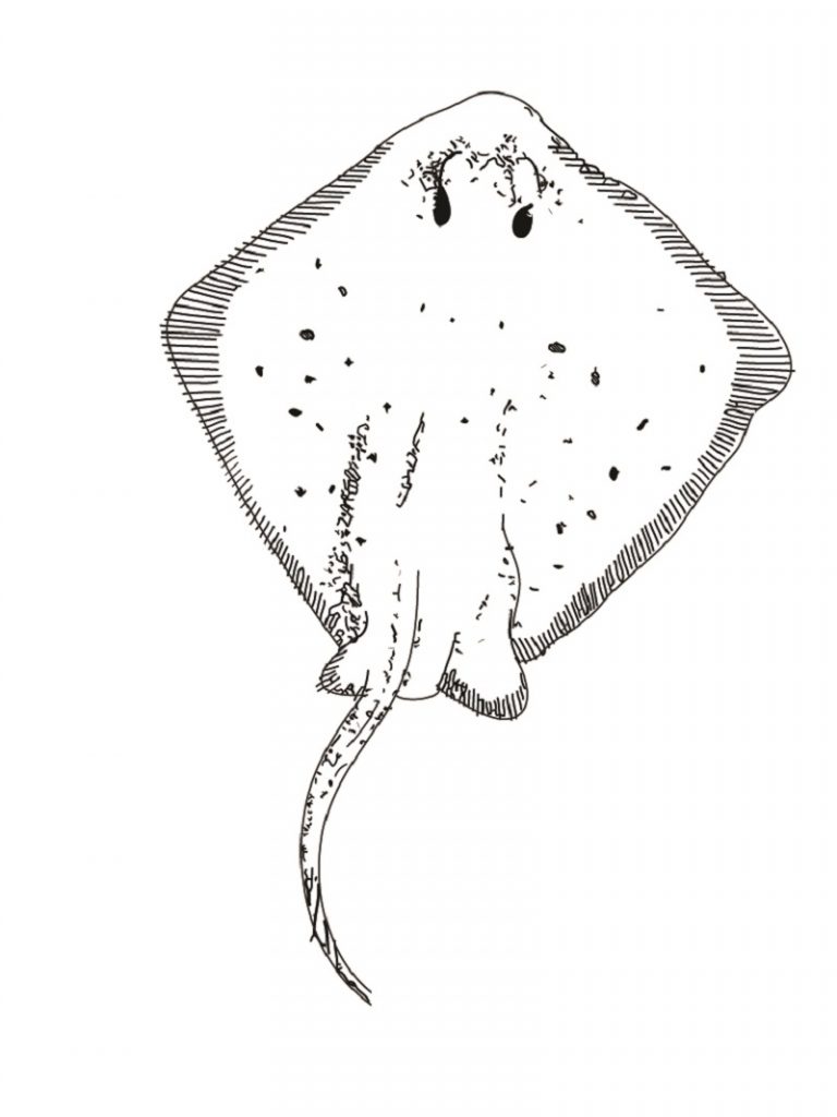 60 Printable Coloring Pages Of Stingrays 25