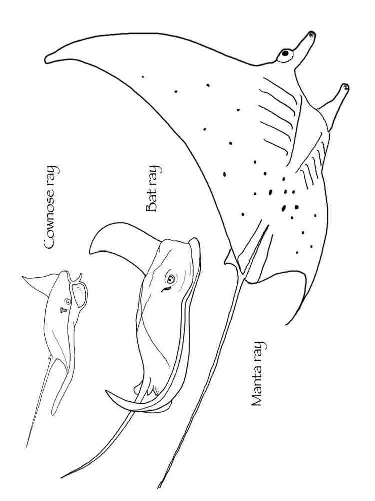 60 Printable Coloring Pages Of Stingrays 36