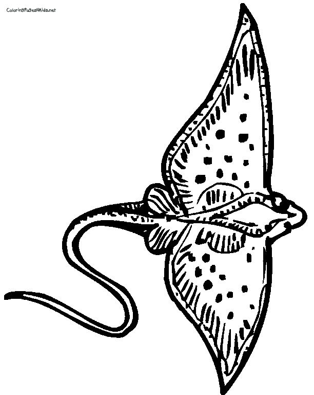 60 Printable Coloring Pages Of Stingrays 49