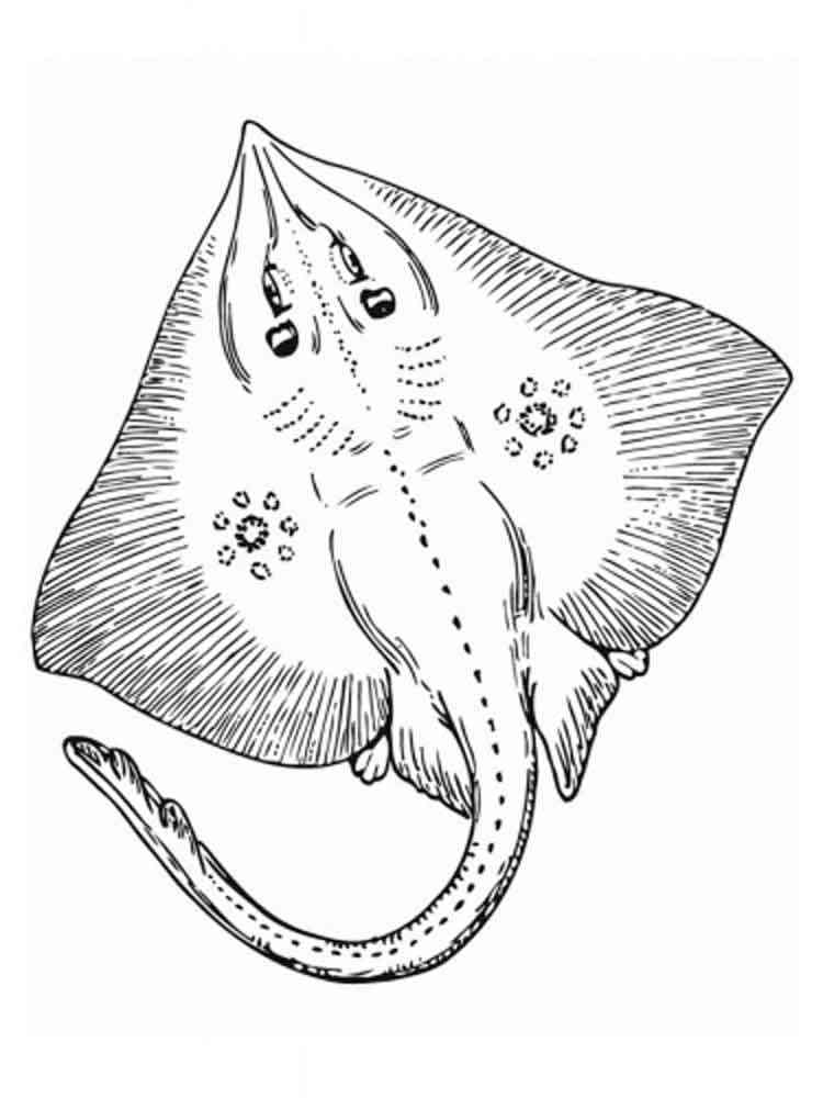 60 Printable Coloring Pages Of Stingrays 51