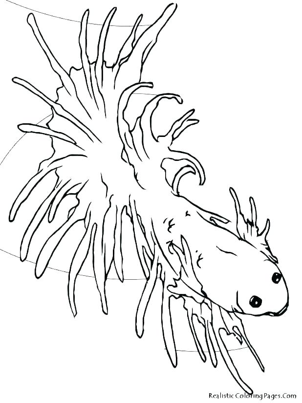 Get 85 Tropical Fish Coloring Pages Ideas 11