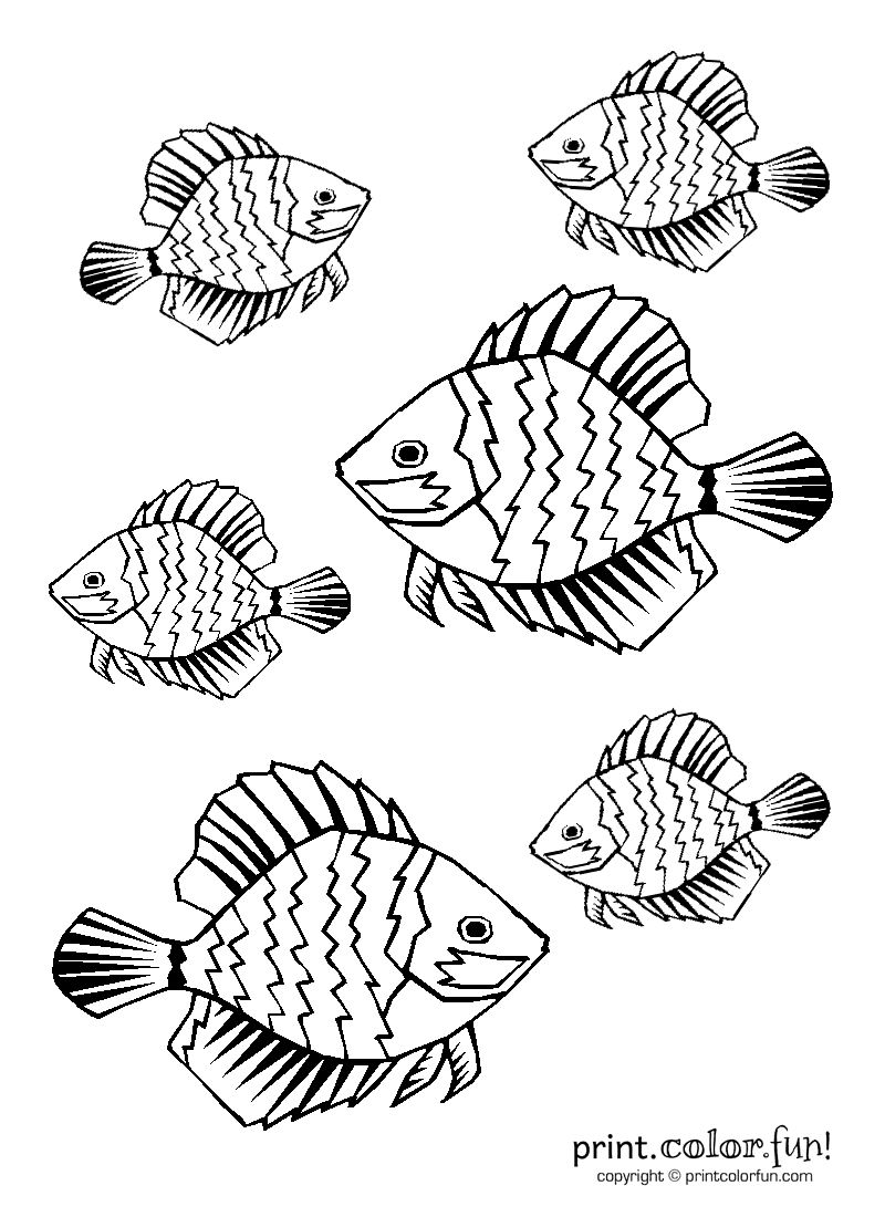 Get 85 Tropical Fish Coloring Pages Ideas 42