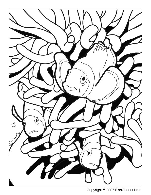 Get 85 Tropical Fish Coloring Pages Ideas 53
