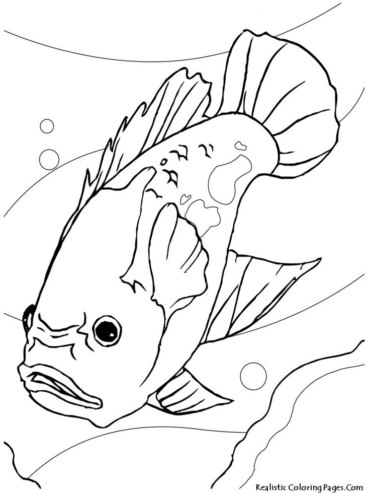Get 85 Tropical Fish Coloring Pages Ideas 7
