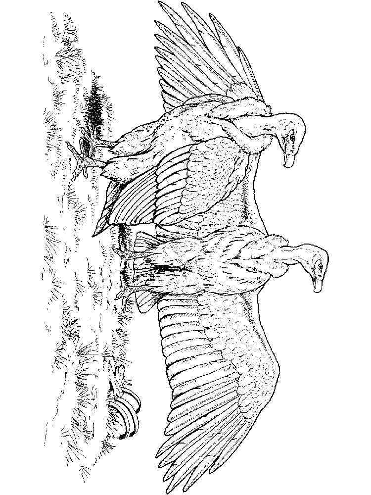 Get 85 Vulture Coloring Page Ideas 18