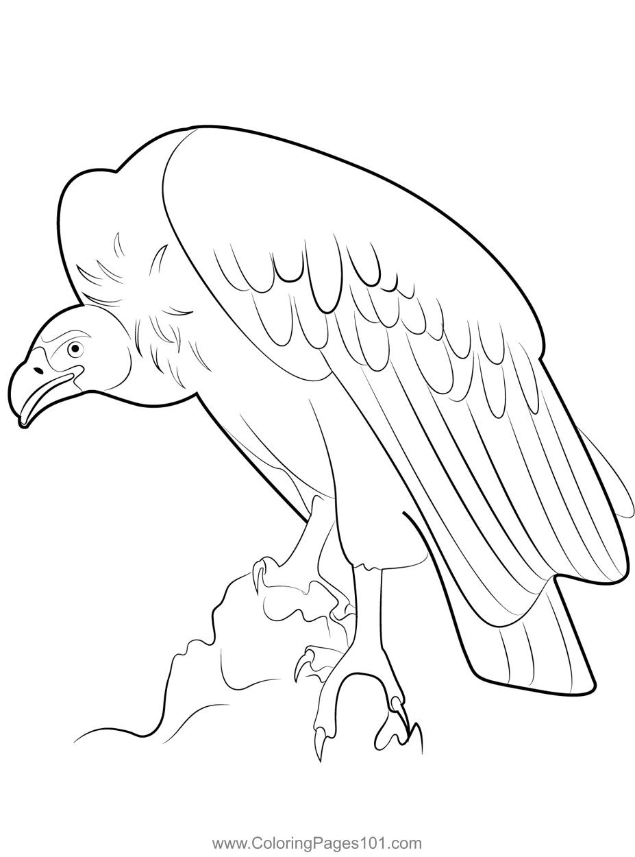 Get 85 Vulture Coloring Page Ideas 2