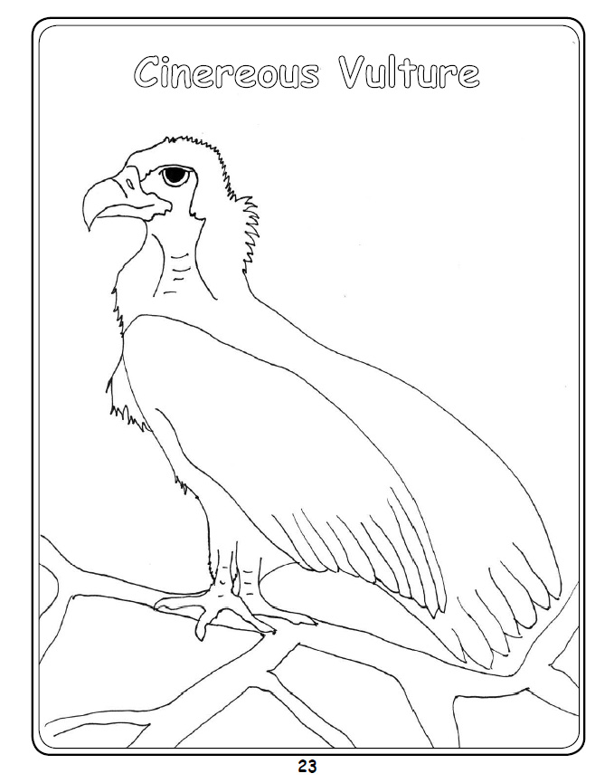 Get 85 Vulture Coloring Page Ideas 23