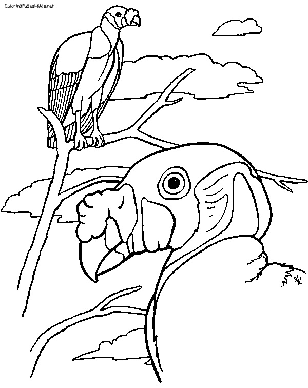 Get 85 Vulture Coloring Page Ideas 25