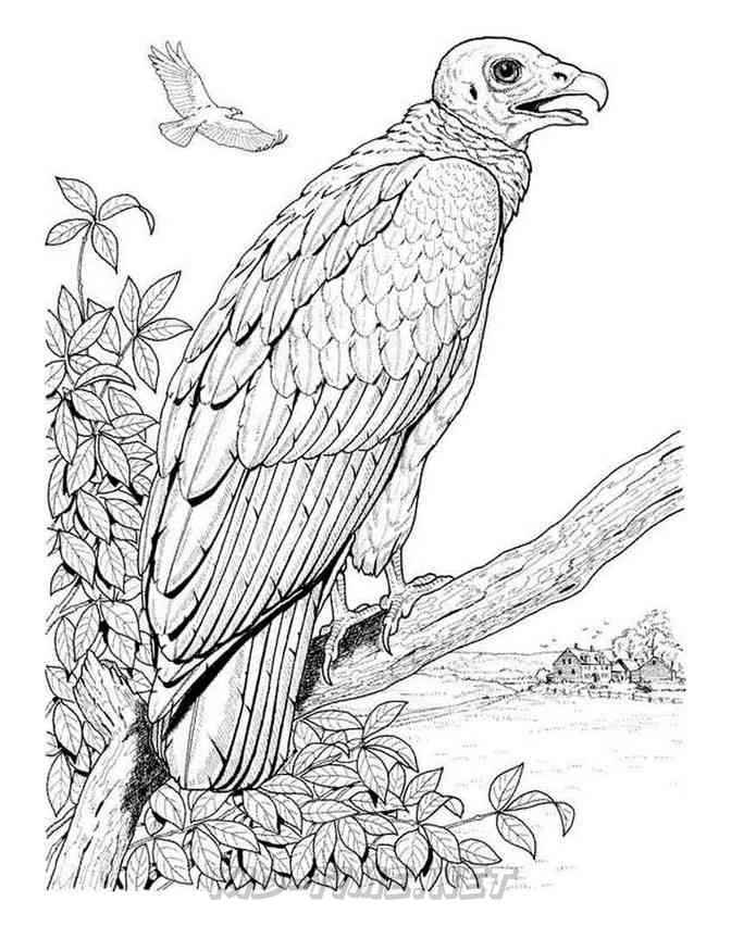 Get 85 Vulture Coloring Page Ideas 31