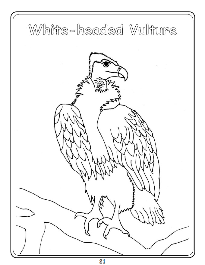 Get 85 Vulture Coloring Page Ideas 44