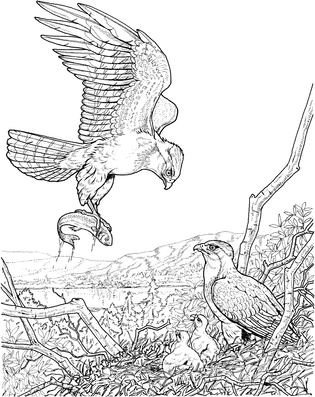 Get 85 Vulture Coloring Page Ideas 46