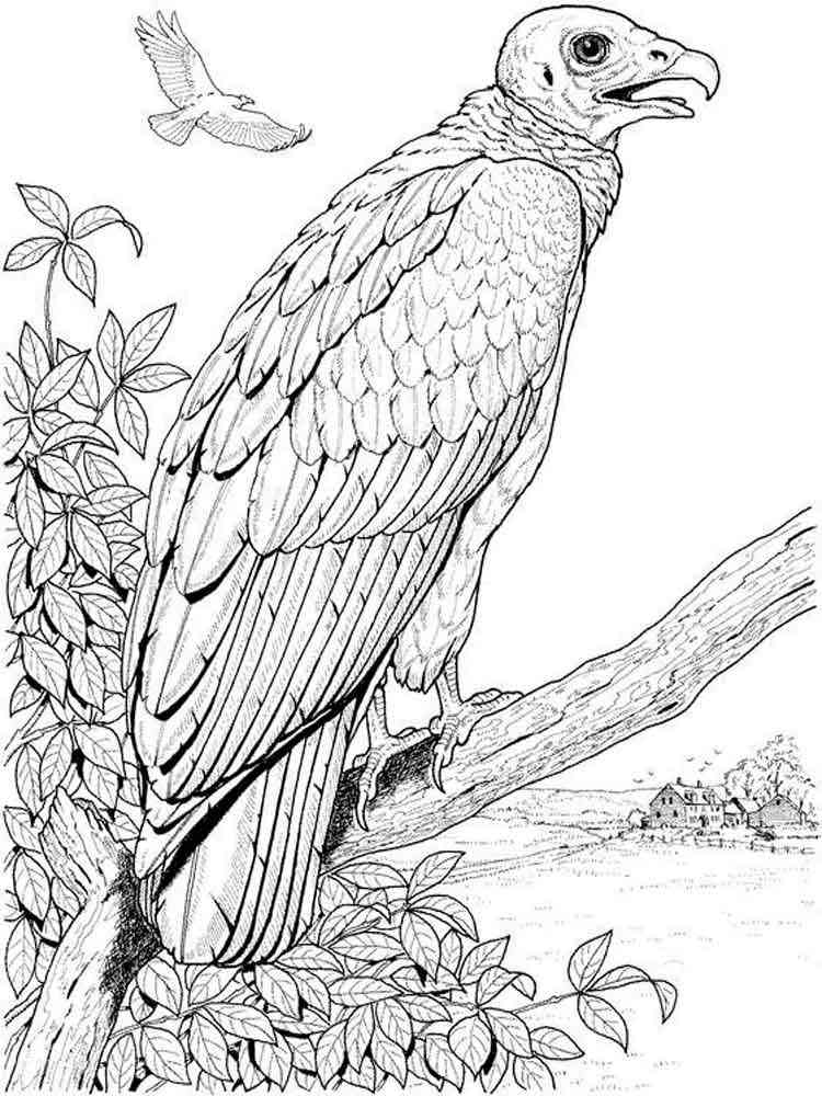 Get 85 Vulture Coloring Page Ideas 47
