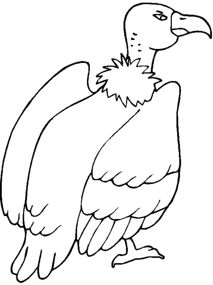 Get 85 Vulture Coloring Page Ideas 48