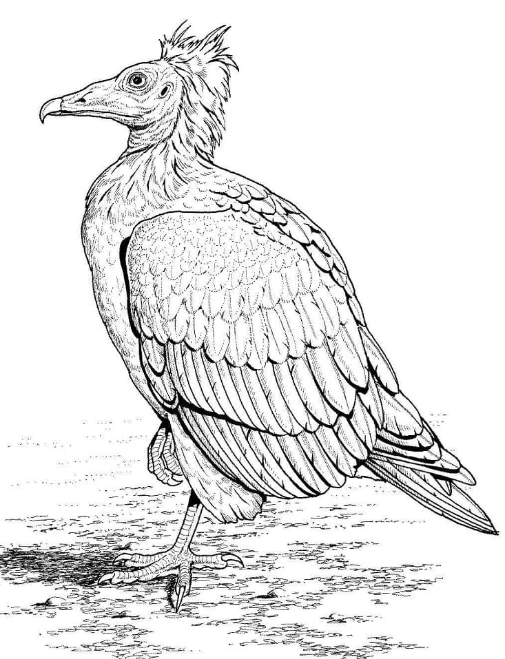 Get 85 Vulture Coloring Page Ideas 49