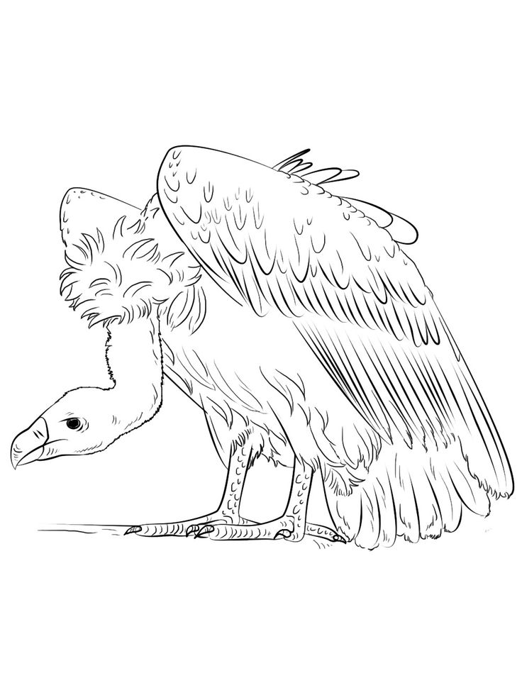 Get 85 Vulture Coloring Page Ideas 5