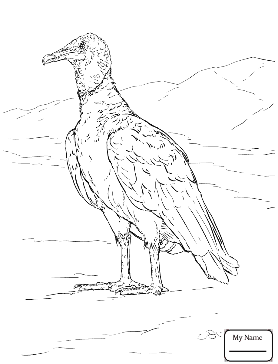 Get 85 Vulture Coloring Page Ideas 58