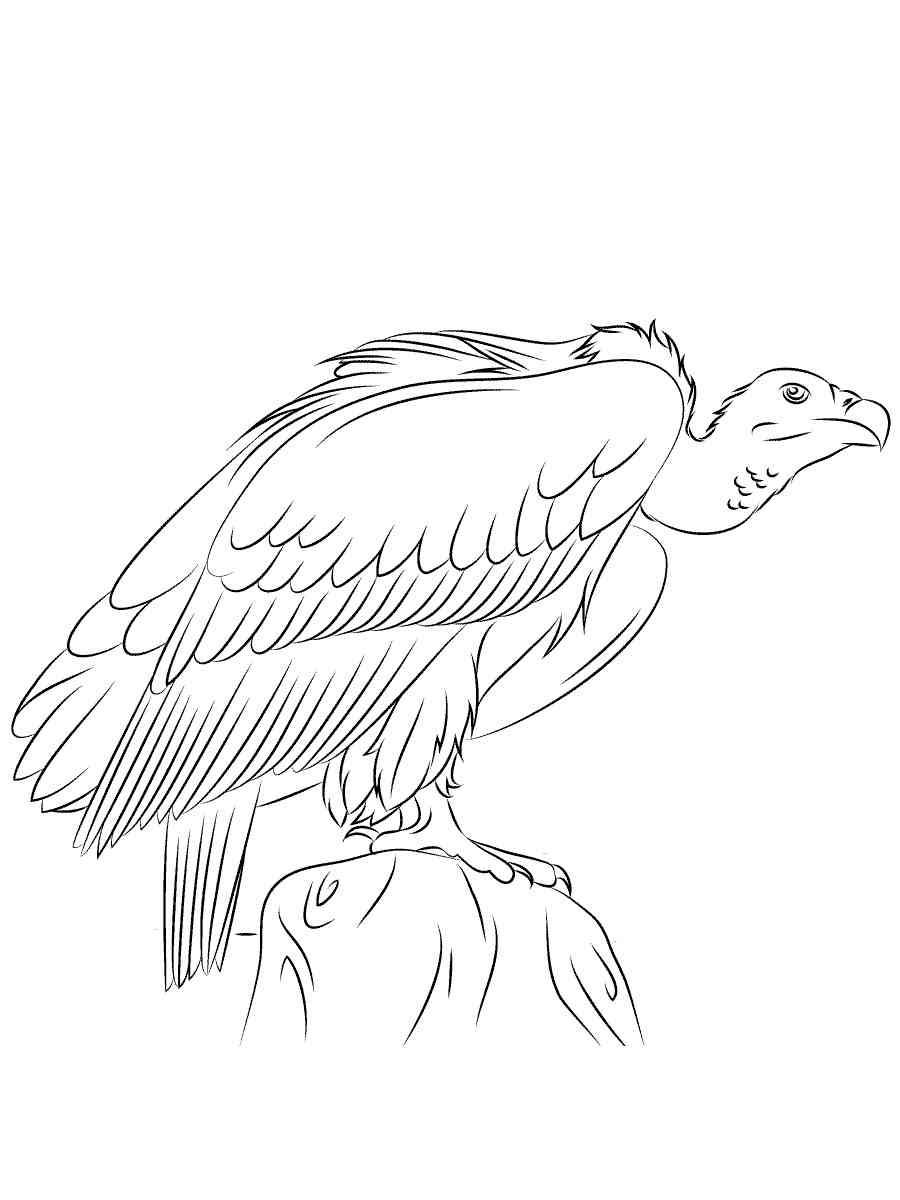 Get 85 Vulture Coloring Page Ideas 6
