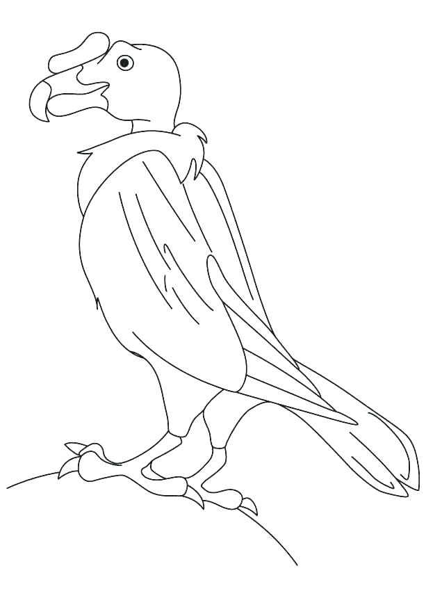 Get 85 Vulture Coloring Page Ideas 60