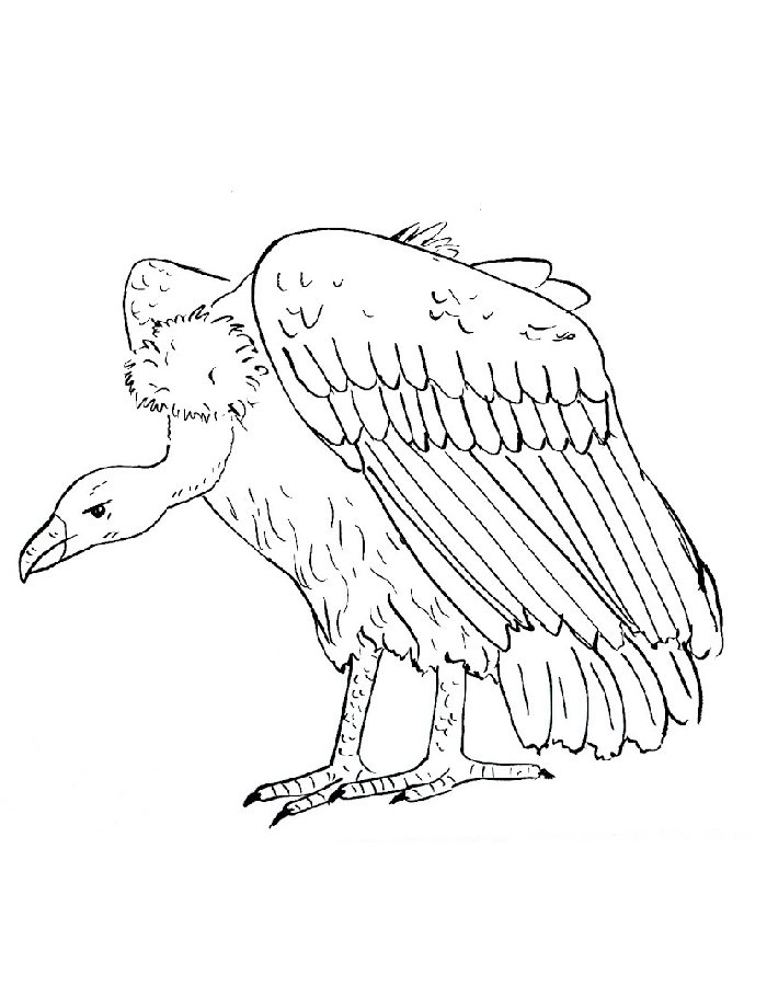 Get 85 Vulture Coloring Page Ideas 63